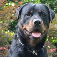 Aggredita ed uccisa dal rottweiler del fratello: 53enne morta in Liguria