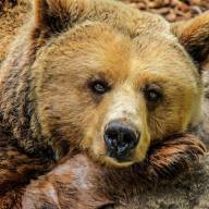 Sentenza morte orso Trentino, il WWF: 