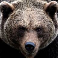 Catturata JJ4, l'orsa che ha ucciso Andrea Papi in Trentino. Sarà abbattuta?