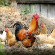 Influenza aviaria: il Giappone abbatte 10 milioni di polli